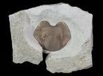 Lichid Trilobite (Echinolichas?) Hypostome - Oklahoma #68633-1